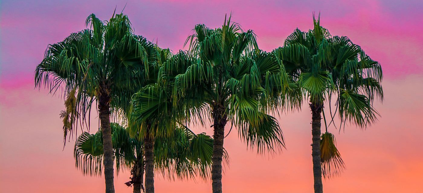 Palm trees in Spain by Adam Birkett @ Unsplash